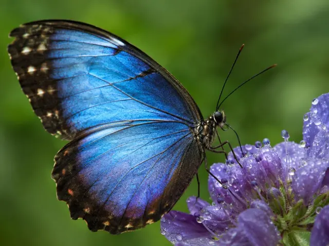 Macro nature